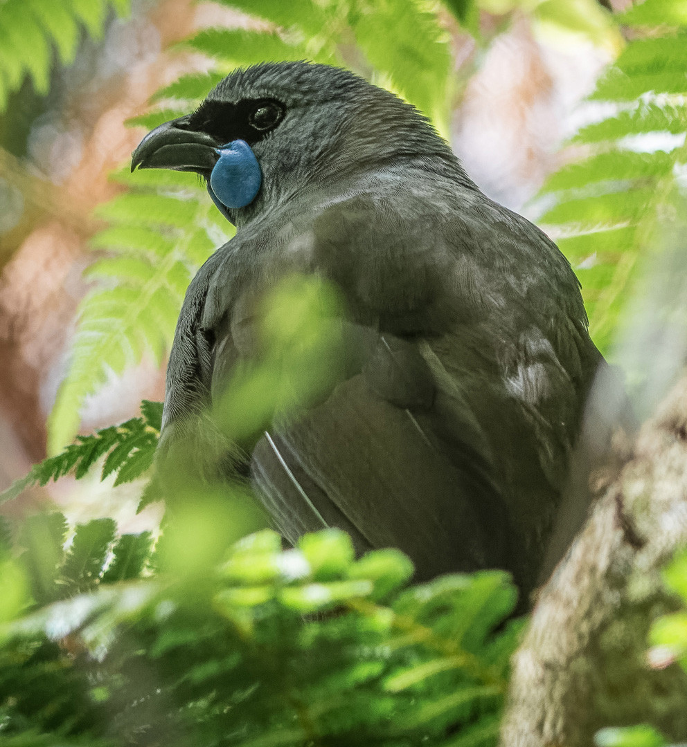 image North Island Kokako